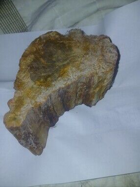 Lot of 2 Healing Mineral examples of crystalized wood from India weight 2lb 1ozz